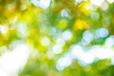 Soyut bulanık yeşil ağaç yaprağı bokeh güneş ışığı taze arka plan