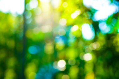 Bokeh güneşli sahne arkaplanlı parkta bulanık yeşil ağaç yaprağı