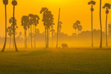 Sabah güneşi yeşil çeltik tarlasında palmiye ağacı ve sisli doğa manzarası