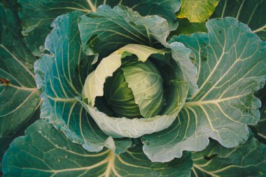 Topraktaki yeşil organik lahana bitkisi kafa bitkisine yakın.