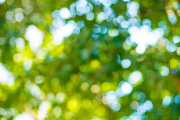 stock image Abstract blurred green tree leaf bokeh sun light freshnesss background