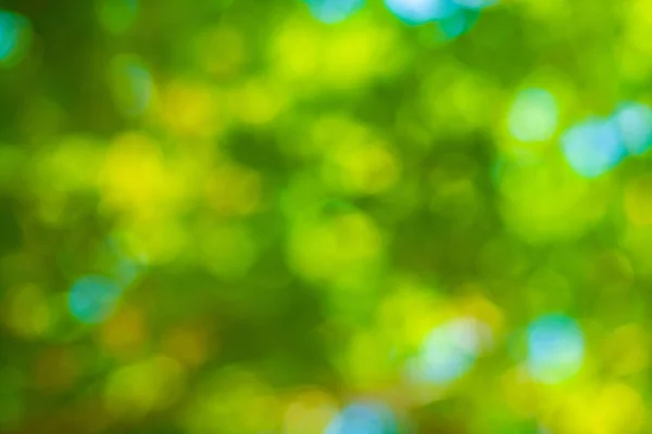 Abstract blurred green tree leaf bokeh sun light freshnesss background