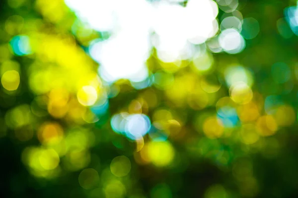 Abstract blurred green tree leaf in park with bokeh sunny scene nature background