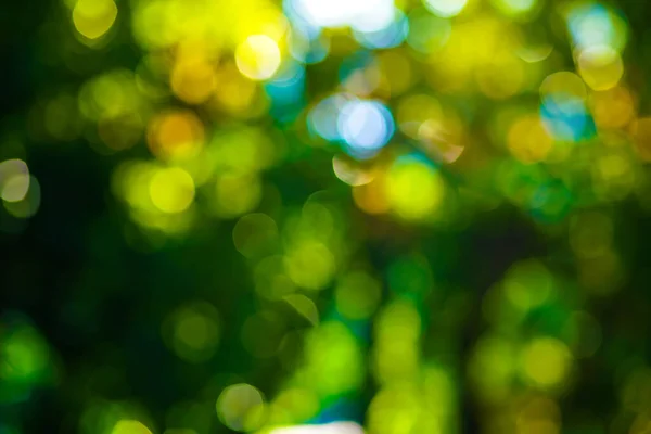 Abstract blurred green tree leaf in park with bokeh sunny scene nature background