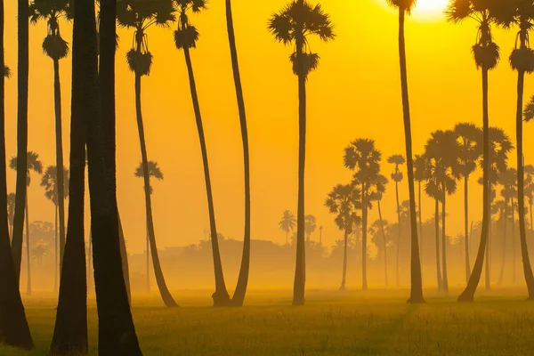 Morning sunrise on green paddy rice plantation field with palm tree and fog nature landscape