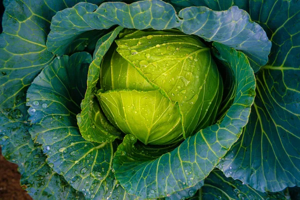 Cavolo Fresco Organico Verde Pianta Sul Terreno Vicino Sulla Pianta — Foto Stock