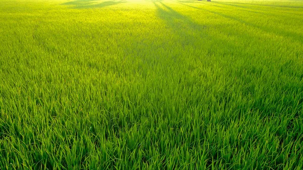 Yeşil Çeltik Pirinç Tarlası Sabah Güneşi Sisli Doğa Manzarası — Stok fotoğraf