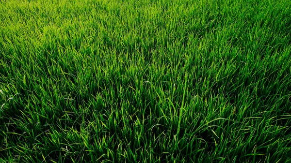 stock image Green paddy rice plantation field morning sun rise with fog nature landscape