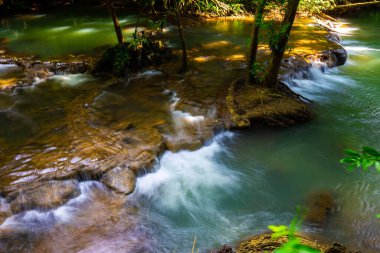 Tropikal yağmur ormanları yeşil bitki ve yosun ekosistem doğa huzur manzarası