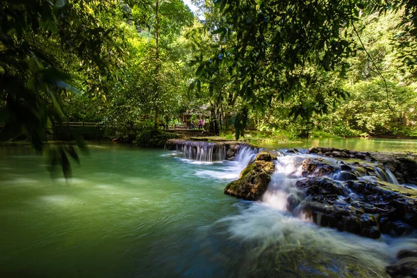 热带雨林绿色植物和苔藓生态系统自然景观宁静景象 — 图库照片