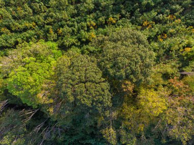 Tropik yeşil ağaç ormanı doğa hava manzarası