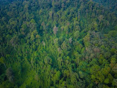 Yeşil ağaç ormanı adanın tropikal dağlarında doğa manzarası hava manzarası