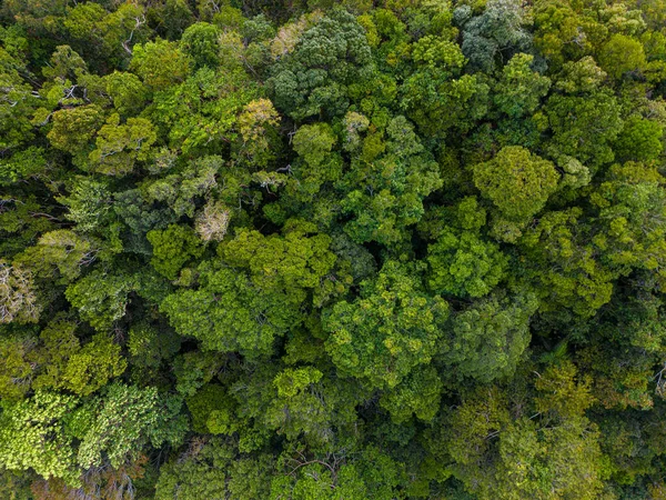 Çeşitli ağaç manzaralı tropikal dağ yağmur ormanları hava manzarası