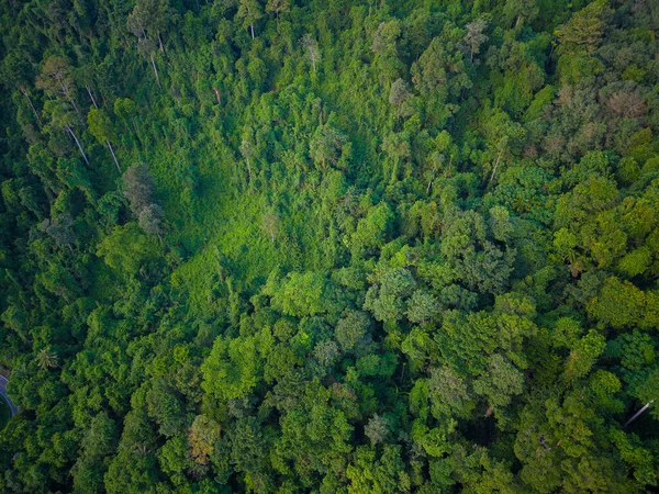 Floresta Tropical Montanha Com Várias Árvores Natureza Paisagem Fundo Aéreo — Fotografia de Stock