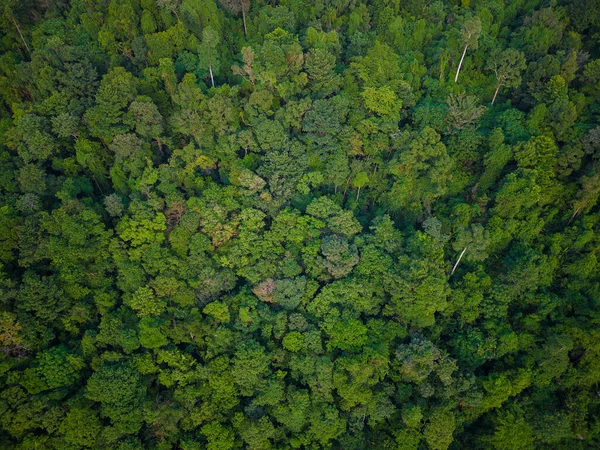热带山地雨林与各种树木自然景观背景空中景观 — 图库照片