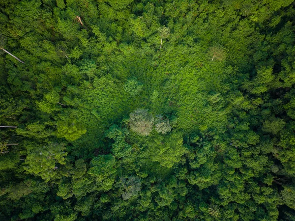 stock image Aerial view mountain tropical rainforest with green various tree nature background