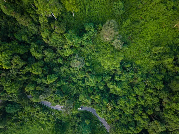 Yeşil tropikal yağmur ormanlarında yol doğada ağaç manzaralı nakliye aracı