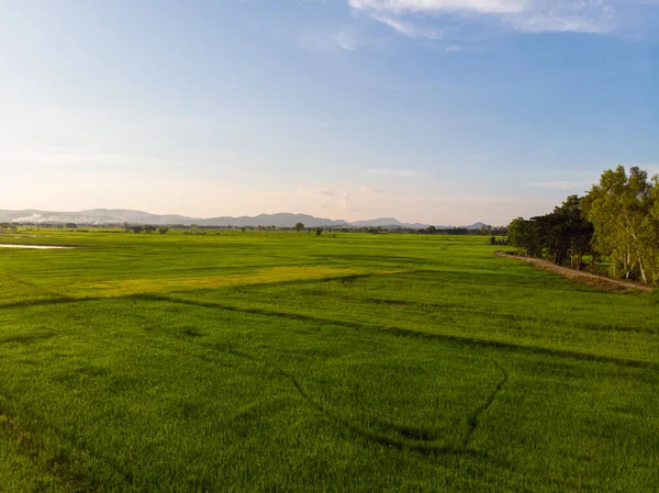 Luftbild Grüne Reisplantage Feld Sonnenuntergang Skt Wolke Landwirtschaftliche Industrie — Stockfoto