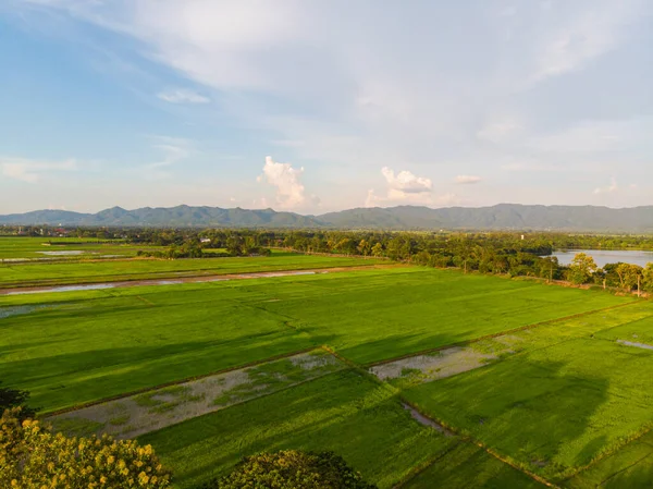 Aerial View Green Paddy Rice Plantation Field Sunset Skt Cloud — Stock Photo, Image