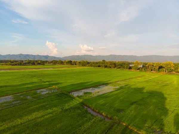 Aerial View Green Paddy Rice Plantation Field Sunset Skt Cloud — Stock Photo, Image