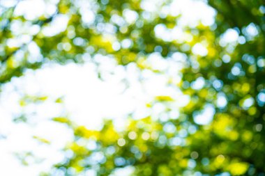 Bokeh ile soyut bulanık yeşil ağaç parkı arka planı