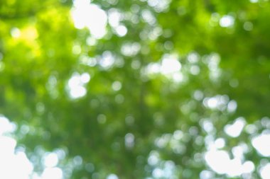 Soyut bulanık yeşil ağaç ormanı güneşli gün ekoloji arka planı