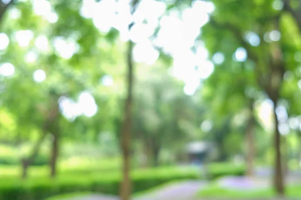 stock image Abstract blurred green tree forest sunny day ecology nature background