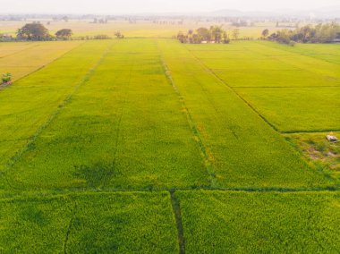 Yeşil çeltik tarlası tarlası tarım endüstrisi hava görüntüsü