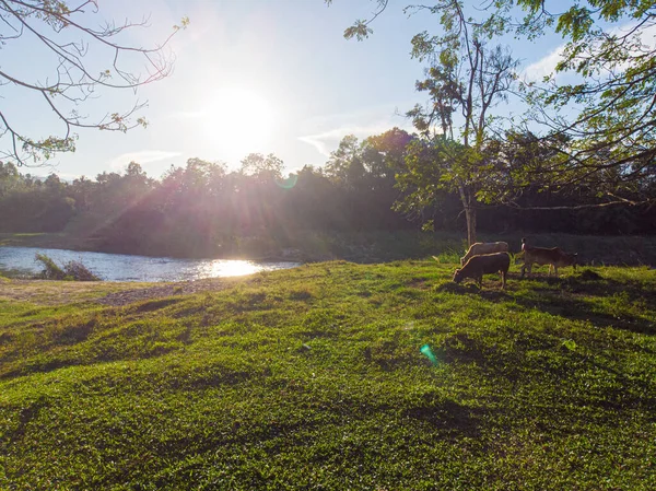 Kuh Catle Auf Grünem Gras Mit Baum Park Sonnenuntergang Licht — Stockfoto