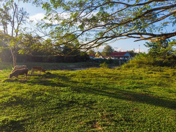 Kuh Catle Auf Grünem Gras Mit Baum Park Sonnenuntergang Licht — Stockfoto