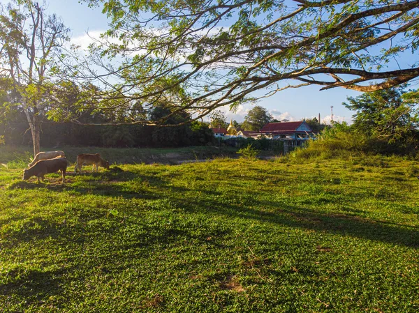 Коровья Ловля Зеленой Траве Заходом Солнца Парке — стоковое фото