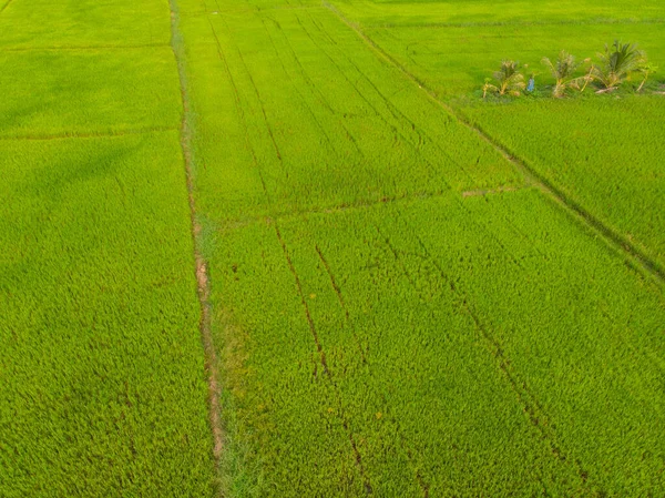 Grüne Reisfelder Landwirtschaftliche Industrie Luftaufnahme — Stockfoto