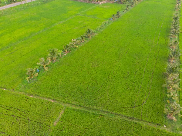 Grüne Reisfelder Landwirtschaftliche Industrie Luftaufnahme — Stockfoto