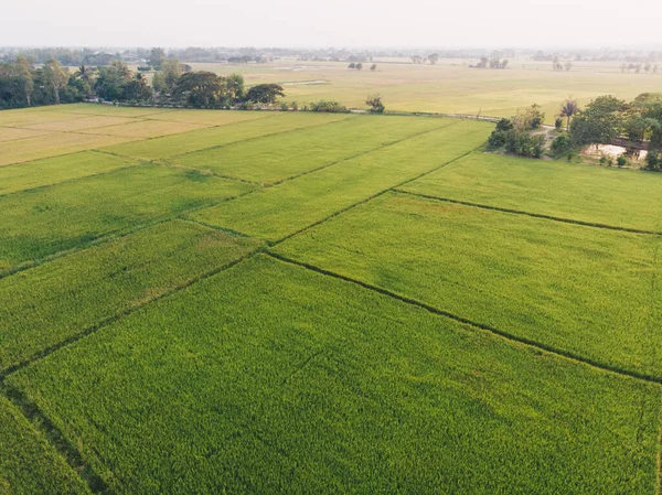 Yeşil Çeltik Tarlası Tarlası Tarım Endüstrisi Hava Görüntüsü — Stok fotoğraf