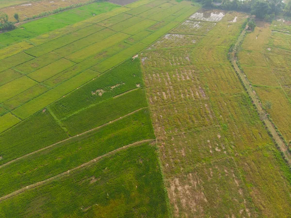 Yeşil Çeltik Tarlası Tarlası Tarım Endüstrisi Hava Görüntüsü — Stok fotoğraf