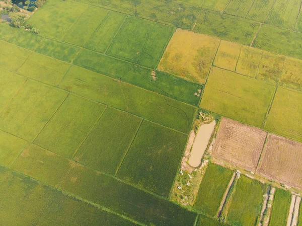 Luftbild Reisplantage Grünes Feld Natur Landschaft Agrarindustrie — Stockfoto