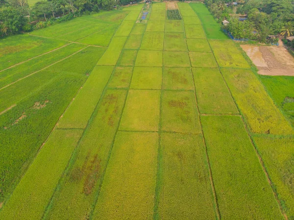 Letecký Pohled Neloupaná Rýže Plantáže Zelené Pole Příroda Krajina Zemědělský — Stock fotografie