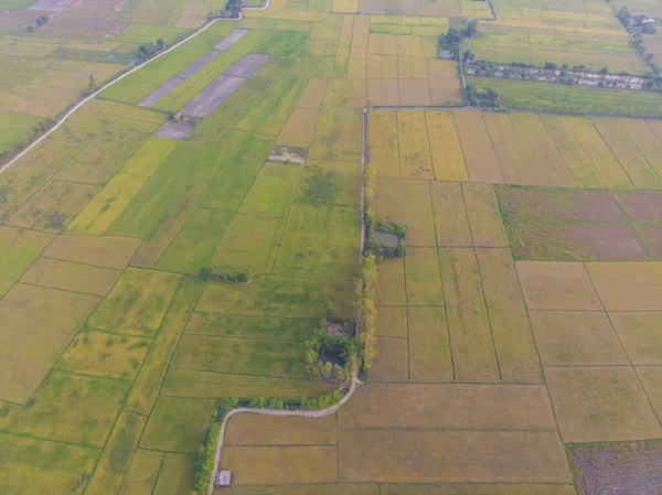 Aerial View Paddy Rice Plantation Green Field Nature Landscape Agricultural — Stock Photo, Image