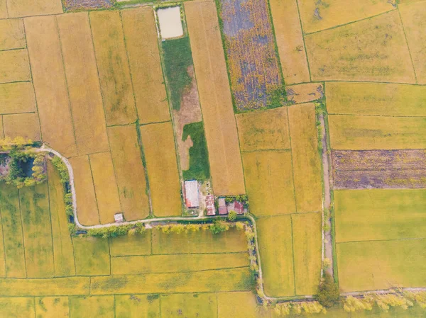 空中景观稻田绿地自然景观农业 — 图库照片