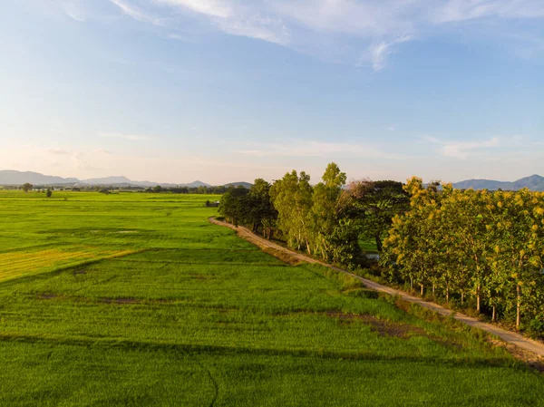 Grüne Reisplantage Feld Vor Blauem Himmel Wolken Sonnenuntergang Licht Landwirtschaftliche — Stockfoto