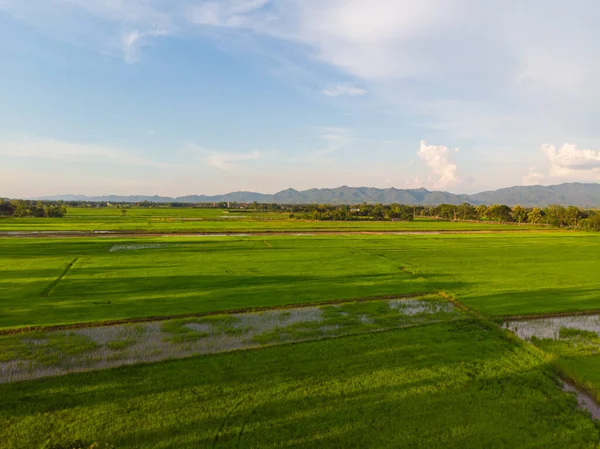 青田稻田与蓝天晚霞 浅色农业自然背景的对比 — 图库照片