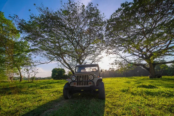 Wheel Road Jeep Car Green Grass Tree Forest Adventure Activity —  Fotos de Stock
