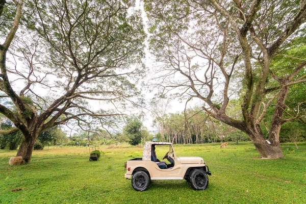 Rad Road Jeep Auto Auf Grünem Gras Mit Baum Wald — Stockfoto