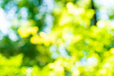 Bulanık yeşil ağaç parkı. Bokeh doğa arka planına sahip güneşli bir gün.
