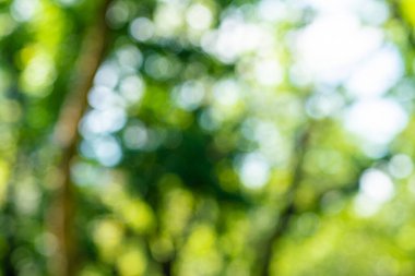 Bulanık botanik yeşil ağaç yaprağı orman güneş ışığı arkaplan