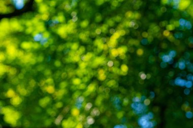 Bulanık botanik yeşil ağaç yaprağı orman güneş ışığı arkaplan