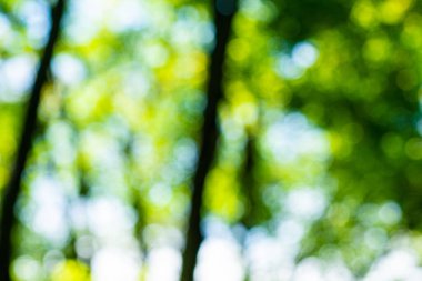 Bulanık botanik yeşil ağaç yaprağı orman güneş ışığı arkaplan