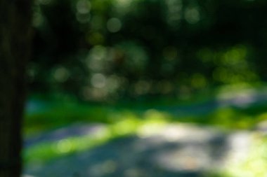 Bulanık botanik yeşil ağaç yaprağı orman güneş ışığı arkaplan