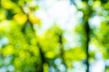 Bulanık yeşil ağaç parkı. Bokeh doğa arka planına sahip güneşli bir gün.