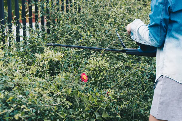 Молодая Азиатка Использует Электрический Триммер Растением Дерева Заборе Домашний Сад — стоковое фото